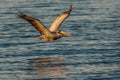 Pelican in flight Royalty Free Stock Photo