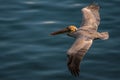 Pelican in flight Royalty Free Stock Photo