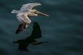 Pelican in flight Royalty Free Stock Photo