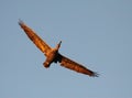 Pelican Flight Royalty Free Stock Photo