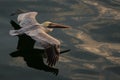 Pelican in flight Royalty Free Stock Photo