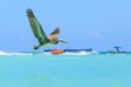 Pelican in flight, catching the fish Royalty Free Stock Photo