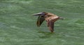 Brown Pelican in flight Clear water beach Florida. Clearwater Royalty Free Stock Photo