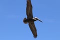 Pelican in flight 5 in Florida Royalty Free Stock Photo
