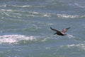 Pelican in flight 2 in Florida Royalty Free Stock Photo