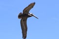 Pelican in flight 6 in Florida Royalty Free Stock Photo