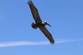 Pelican in flight 4 in Florida Royalty Free Stock Photo