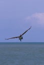 Pelican in flight 3 in Florida Royalty Free Stock Photo