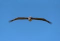 Pelican in flight from the front against a blue sky Royalty Free Stock Photo