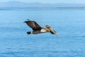 Pelican In Flight - La Jolla Cove Royalty Free Stock Photo