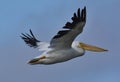 Pelican in flight