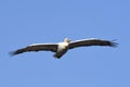 Pelican in flight Royalty Free Stock Photo