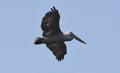 Pelican in flight Royalty Free Stock Photo