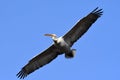 Pelican in flight Royalty Free Stock Photo