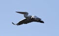 Pelican in flight Royalty Free Stock Photo