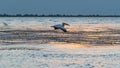 Pelican in flight, at sunset, in the Danube Delta, Sulina Royalty Free Stock Photo