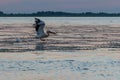 Pelican in flight, at sunset, in the Danube Delta, Sulina Royalty Free Stock Photo