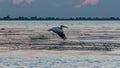 Pelican in flight, at sunset, in the Danube Delta, Sulina Royalty Free Stock Photo