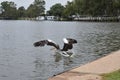 Pelican flight Royalty Free Stock Photo