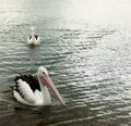 Pelican floating on water at Mallacoota Victoria