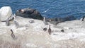 Pelican flock, colony of bird, seal or sea lion, rock by ocean water, California Royalty Free Stock Photo