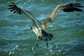 Pelican flyes above the waves Royalty Free Stock Photo