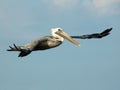 Pelican Flying