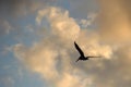 Pelican Flying Above Mobile Bay, Alabama