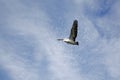 Pelican Flying against cloudy sky Royalty Free Stock Photo