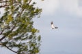 Pelican flying against the wind