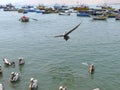 A pelican flying alone in Ancon waters, north of Lima