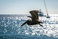 Pelican flying along the beach at Frigate Bay on St. Kitts Royalty Free Stock Photo