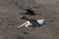 Pelican Flying Around Santa Rosa Island - Channel Islands National Park Royalty Free Stock Photo