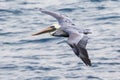 Pelican Flying Around Santa Rosa Island - Channel Islands National Park Royalty Free Stock Photo