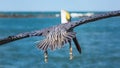 A Pelican Flying Away from the Camera