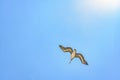 Pelican Flying at Blue Sky Santa Elena Ecuador Royalty Free Stock Photo