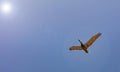 Pelican flying on clear blue sky background, sunny spring day, under view Royalty Free Stock Photo