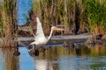 Pelican flying in Danube Delta, Romania