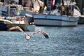 A pelican flying down the creek with shrimp boats in the background. Royalty Free Stock Photo