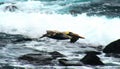 Pelican flying Galapagos Island Royalty Free Stock Photo