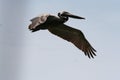 Pelican flying isolated in the sky