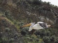 Pelican flying near ridge in Toston Montana