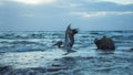 Pelican Flying Off Sunrise Mexico Royalty Free Stock Photo