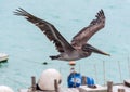 Pelican flying over the bay of Santa Cruz Island, Galapagos Royalty Free Stock Photo