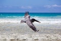 Pelican flying over the beach in Galapagos Royalty Free Stock Photo