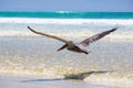 Pelican flying over the beach in Galapagos Royalty Free Stock Photo