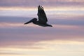 Pelican is flying over Caribbean sea Royalty Free Stock Photo
