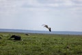 Pelican flying over a green field with an African bush elephant