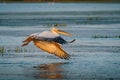 Pelican flying over a lake in the Danube Delta, Romania at sunset Royalty Free Stock Photo
