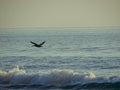 Pelican flying over the ocean. Royalty Free Stock Photo